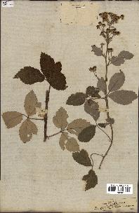 spécimen de Rubus tomentosus