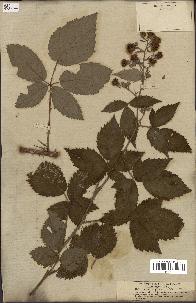 spécimen de Rubus hypomallos