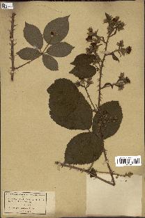 spécimen de Rubus villicaulis