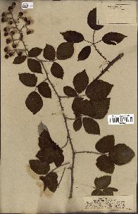 spécimen de Rubus villicaulis