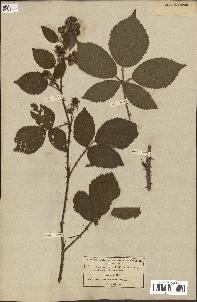 spécimen de Rubus villicaulis