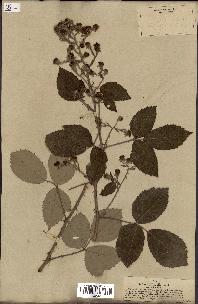 spécimen de Rubus villicaulis