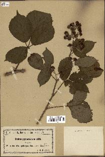 spécimen de Rubus pyramidalis