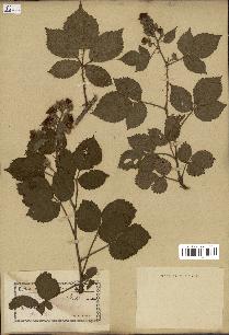 spécimen de Rubus pyramidalis