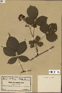 spécimen de Rubus pyramidalis