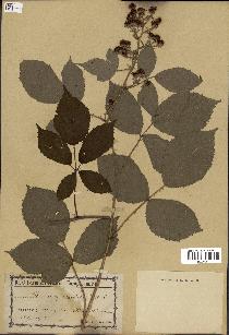 spécimen de Rubus pyramidalis