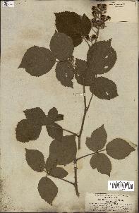 spécimen de Rubus hirsutus