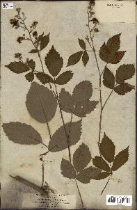 spécimen de Rubus thyrsoideus