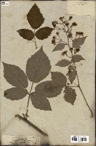 spécimen de Rubus thyrsoideus