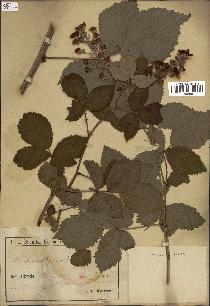 spécimen de Rubus thyrsoideus