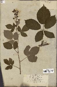 spécimen de Rubus thyrsoideus