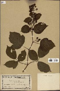 spécimen de Rubus saltuum