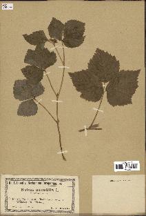 spécimen de Rubus saxatilis