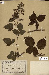 spécimen de Rubus scaber