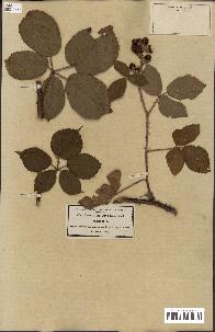 spécimen de Rubus scaber