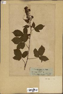 spécimen de Rubus thyrsiflorus