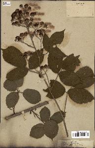 spécimen de Rubus thyrsiflorus