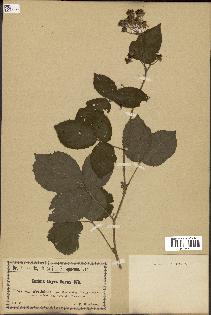 spécimen de Rubus thyrsiflorus