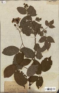 spécimen de Rubus fastigiatus