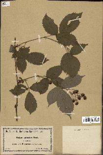 spécimen de Rubus sulcatus