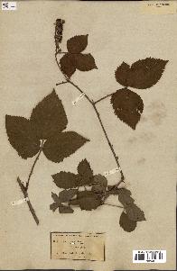 spécimen de Rubus sulcatus