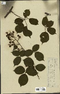 spécimen de Rubus hedycarpus