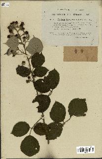 spécimen de Rubus hedycarpus