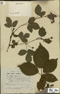 spécimen de Rubus plicatus