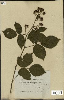 spécimen de Rubus macrophyllus