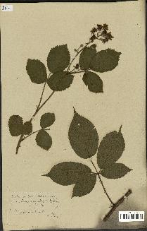 spécimen de Rubus macrophyllus