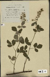 spécimen de Rubus tomentosus