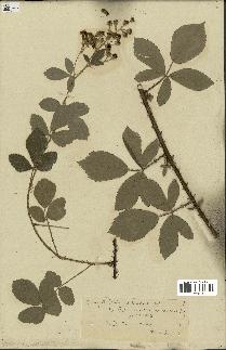 spécimen de Rubus tomentosus