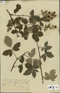 spécimen de Rubus tomentosus