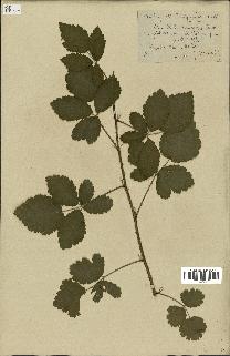 spécimen de Rubus tomentosus