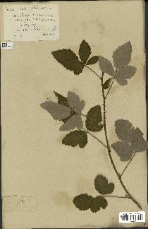 spécimen de Rubus tomentosus