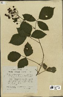 spécimen de Rubus rudis