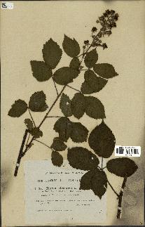 spécimen de Rubus obscurus