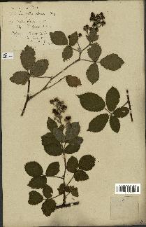 spécimen de Rubus obscurus