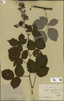 spécimen de Rubus cuspidiferus