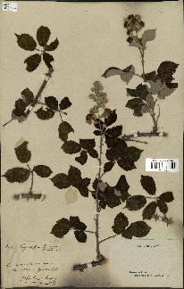 spécimen de Rubus cuspidiferus