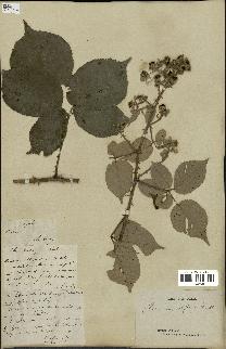 spécimen de Rubus cuspidiferus