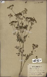 spécimen de Conium maculatum