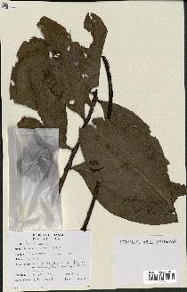 spécimen de Protea madiensis