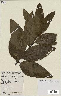 spécimen de Protea madiensis