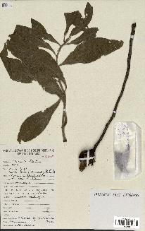 spécimen de Protea madiensis