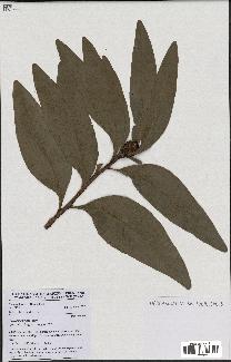 spécimen de Protea madiensis