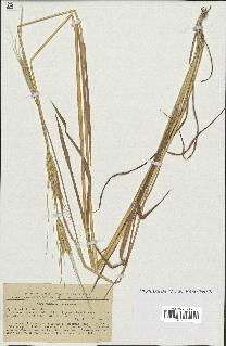 spécimen de Triticum monococcum