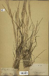 spécimen de Aegilops triuncialis