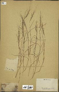 spécimen de Aegilops triuncialis