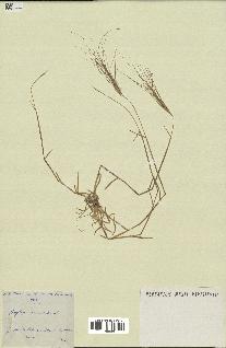 spécimen de Aegilops triuncialis